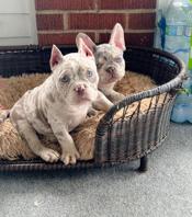 American Bully