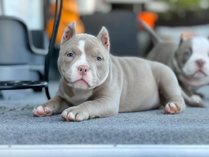 American Bully