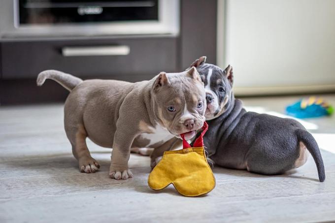 American Bully