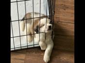St. Bernard, Burmese mountain dog mixed with a Samoyed husky.