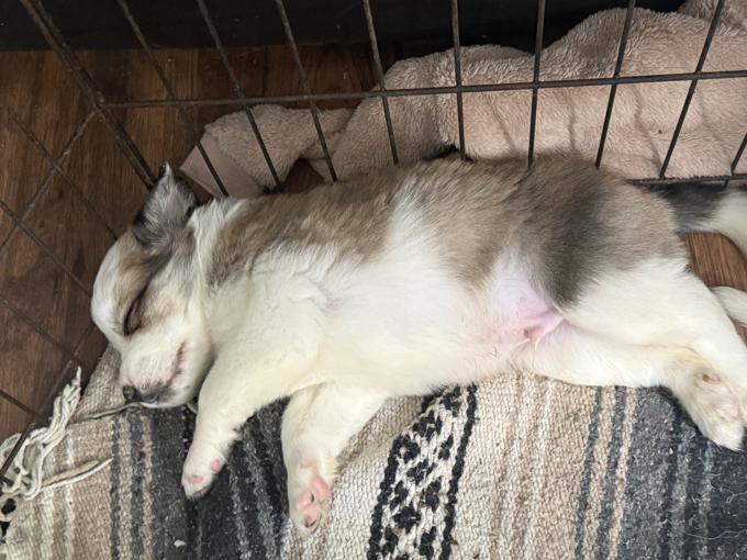 St. Bernard, Burmese mountain dog mixed with a Samoyed husky.