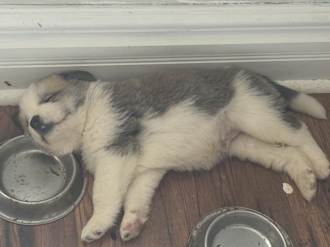 St. Bernard, Burmese mountain dog mixed with a Samoyed husky.