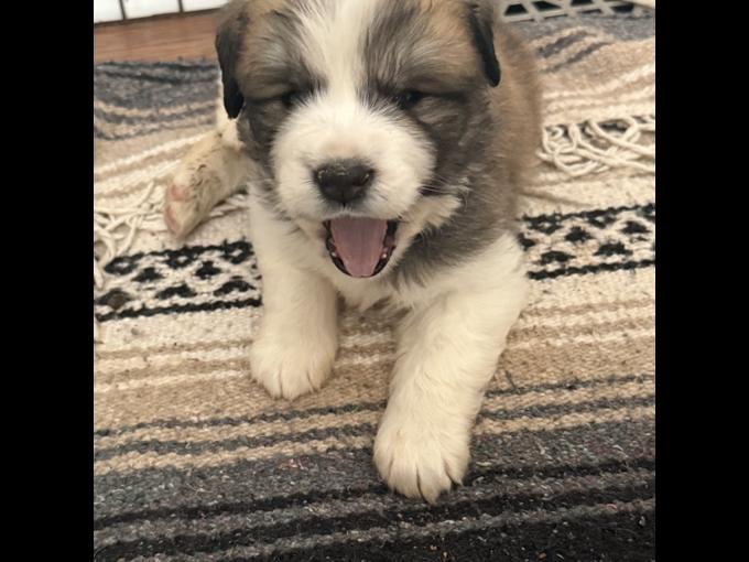 St. Bernard, Burmese mountain dog mixed with a Samoyed husky.