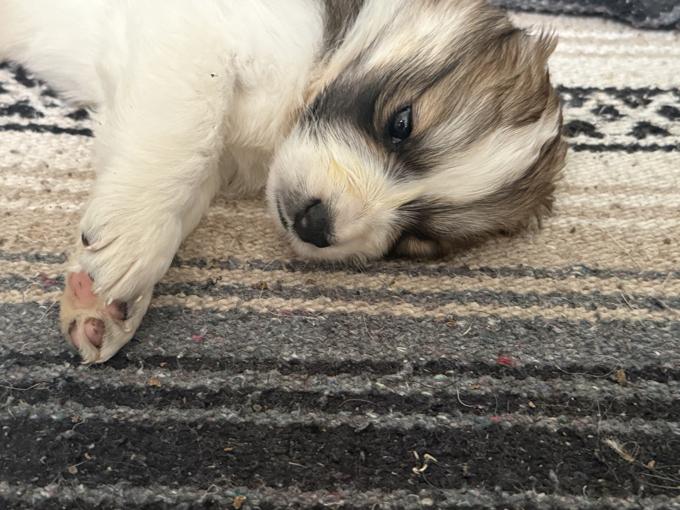St. Bernard, Burmese mountain dog mixed with a Samoyed husky.