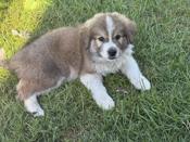 St. Bernard, Burmese mountain dog mixed with a Samoyed husky.