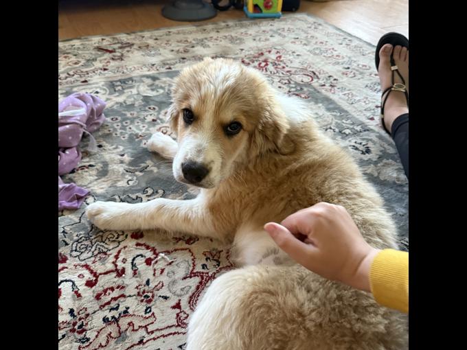 St. Bernard, Burmese mountain dog mixed with a Samoyed husky.