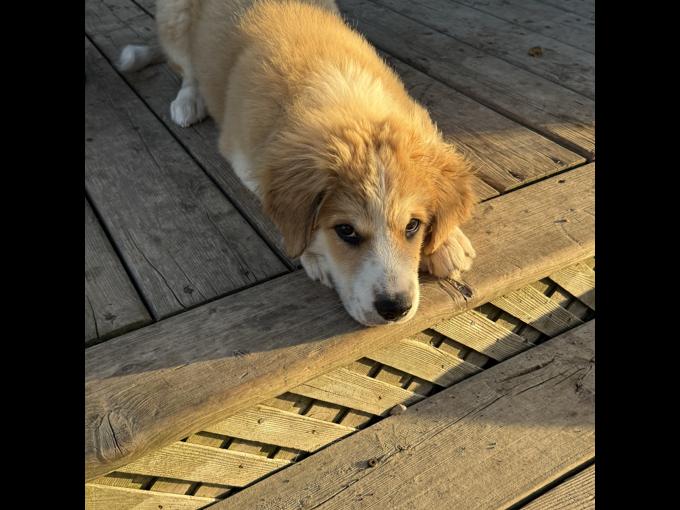 St. Bernard, Burmese mountain dog mixed with a Samoyed husky.