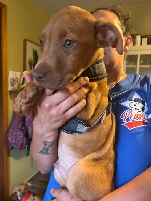 Rednose Pitbull x Black Mix pitbull