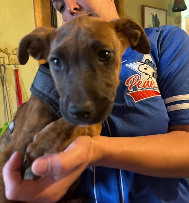 Rednose Pitbull x Black Mix pitbull