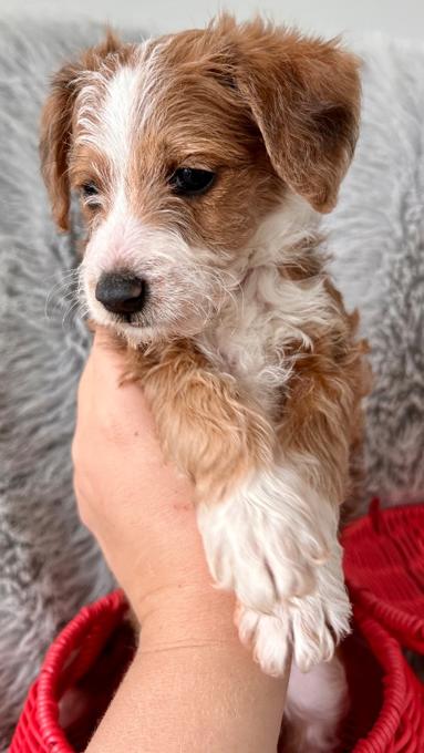 Aussiedoodle Schnoodle