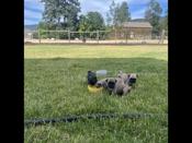 Pug