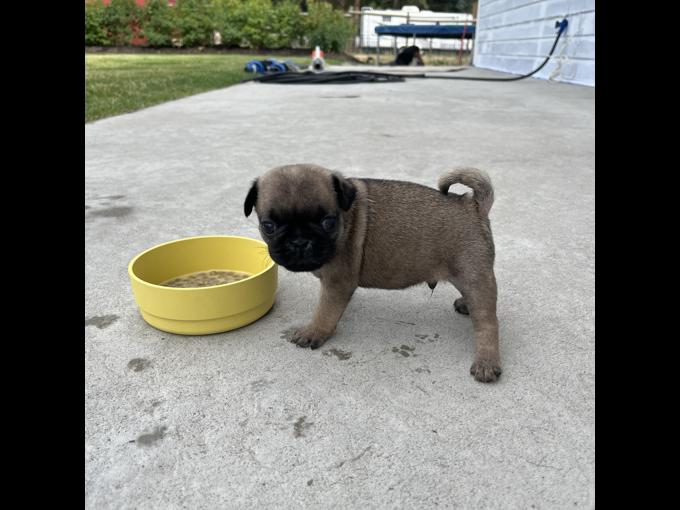 Pug