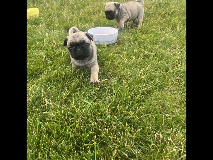 Pug
