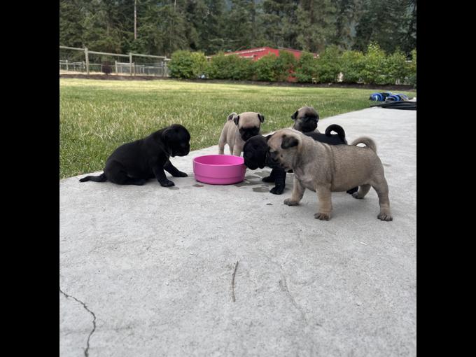 Pug