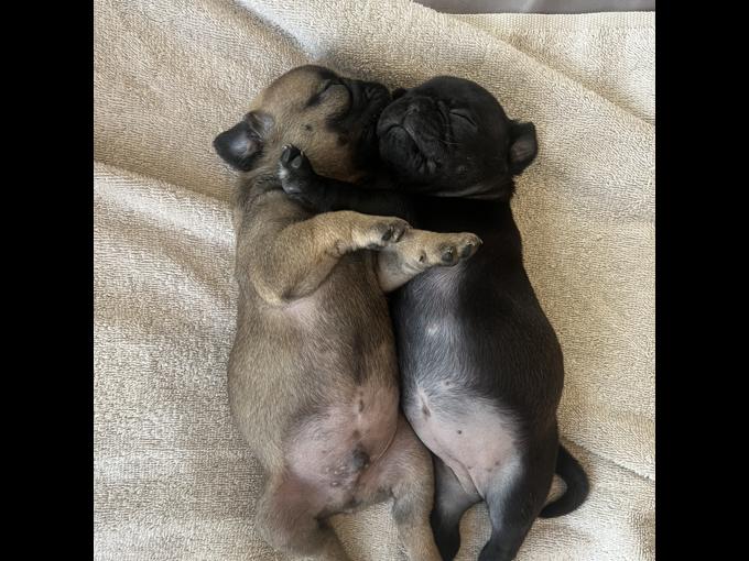 Pug