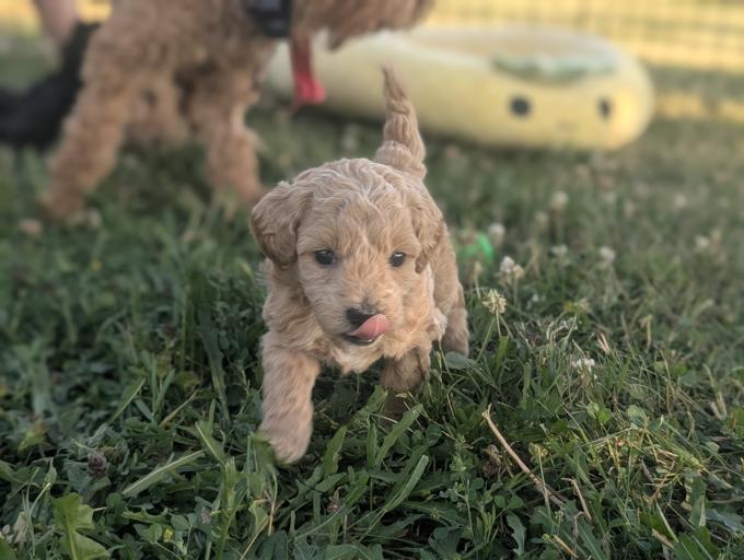 Maltipoo