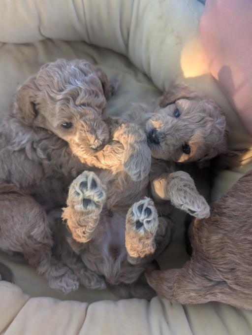 Maltipoo