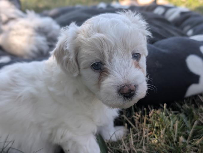 Maltipoo