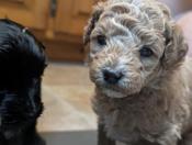 Maltipoo
