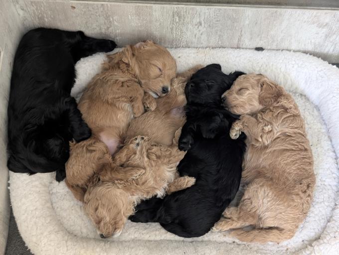 Maltipoo