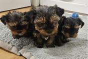 Yorkshire terriers