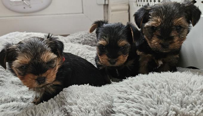 Yorkshire terriers