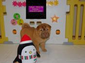 Chinese Shar - Pei Puppies