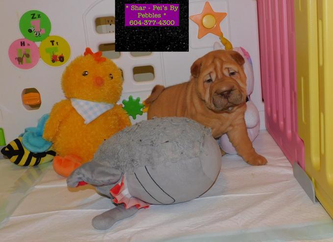 Chinese Shar - Pei Puppies
