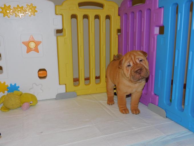 Chinese Shar - Pei Puppies