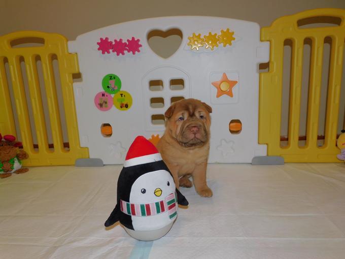 Chinese Shar - Pei Puppies