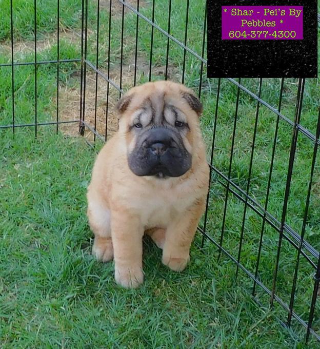 Chinese Shar - Pei Puppies
