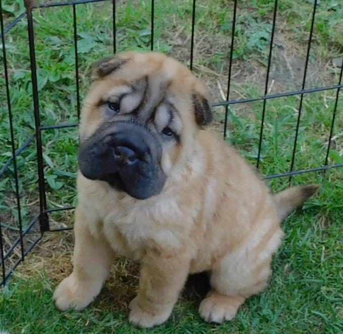 Chinese Shar - Pei Puppies