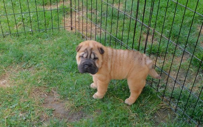 Chinese Shar - Pei Puppies