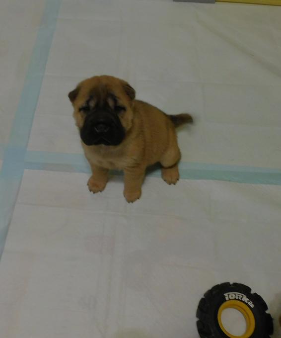 Chinese Shar - Pei Puppies