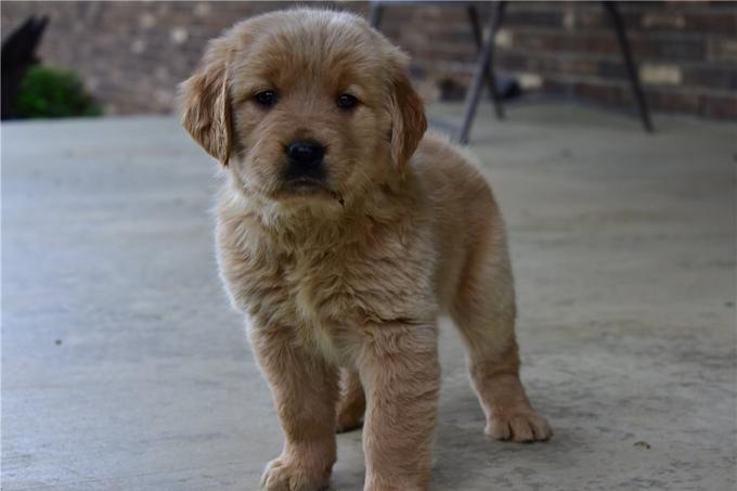 Golden Retriever