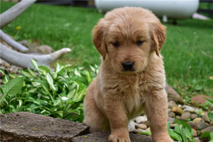 Golden Retriever