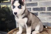 Siberian Husky