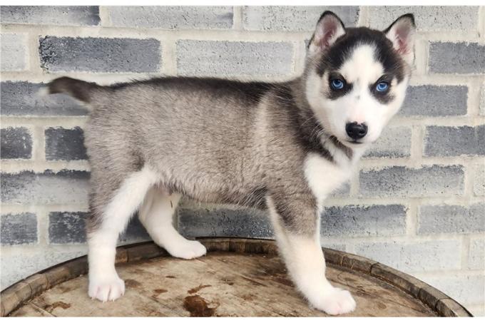 Siberian Husky
