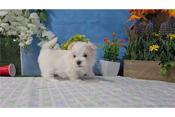 Maltese