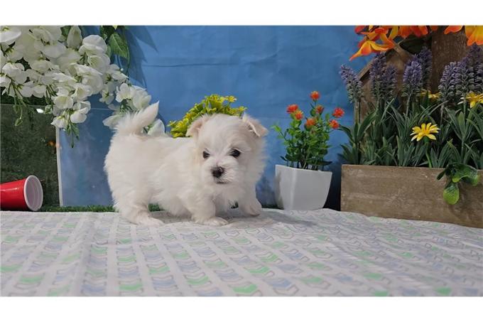 Maltese