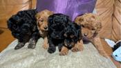 Cavapoo