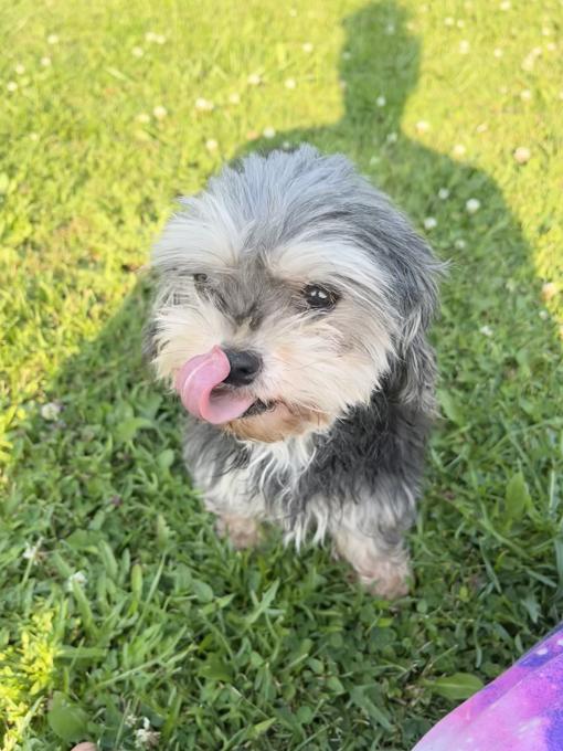 YorkiePoo