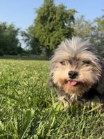 YorkiePoo