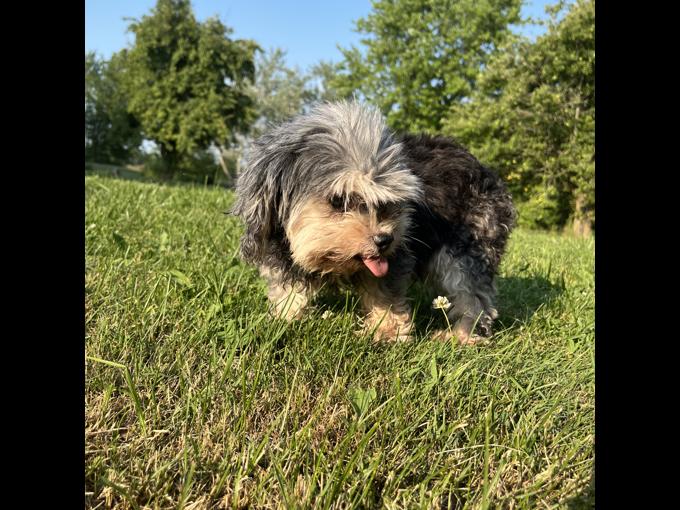 YorkiePoo
