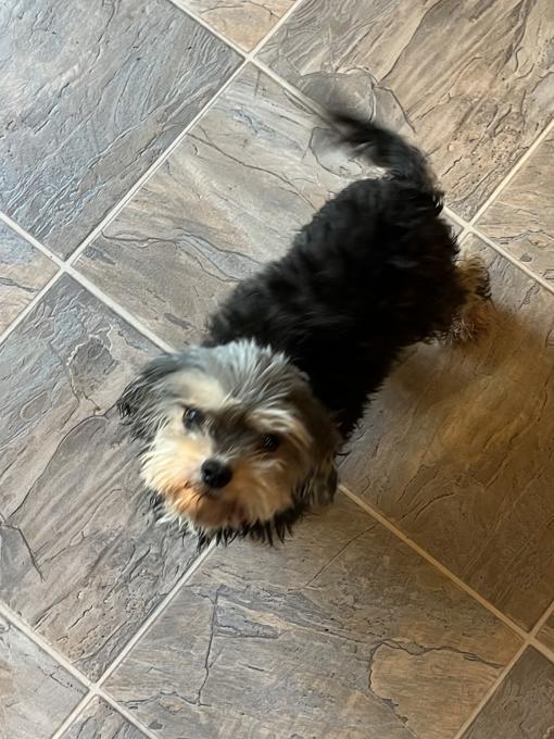 YorkiePoo