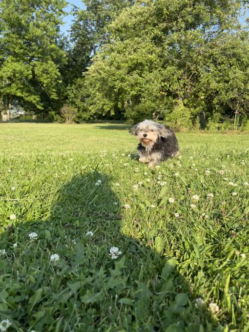 YorkiePoo