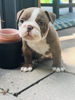 Olde English Bulldog