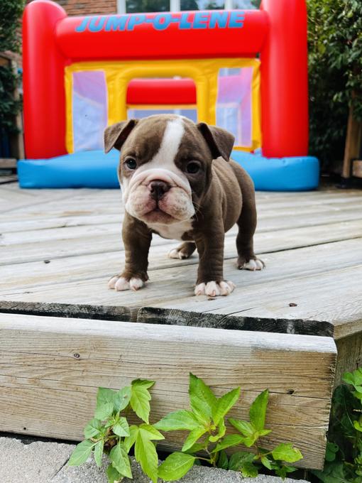 Olde English Bulldog