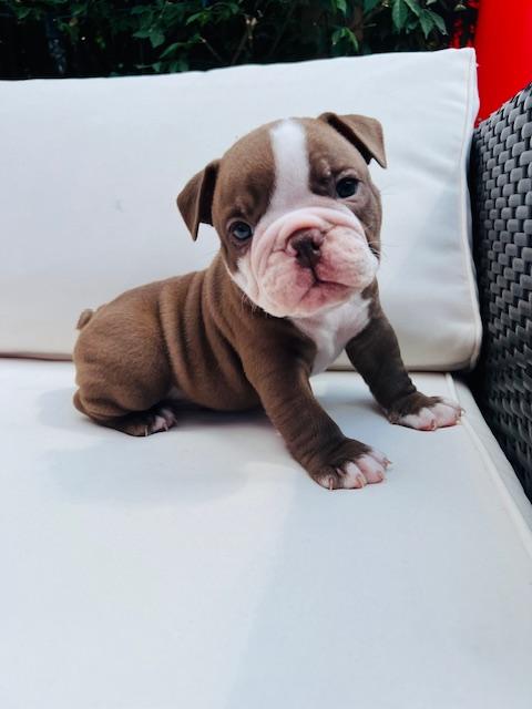 Olde English Bulldog
