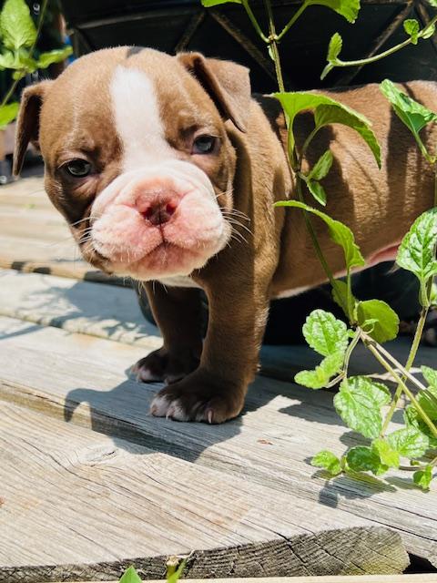 Olde English Bulldog